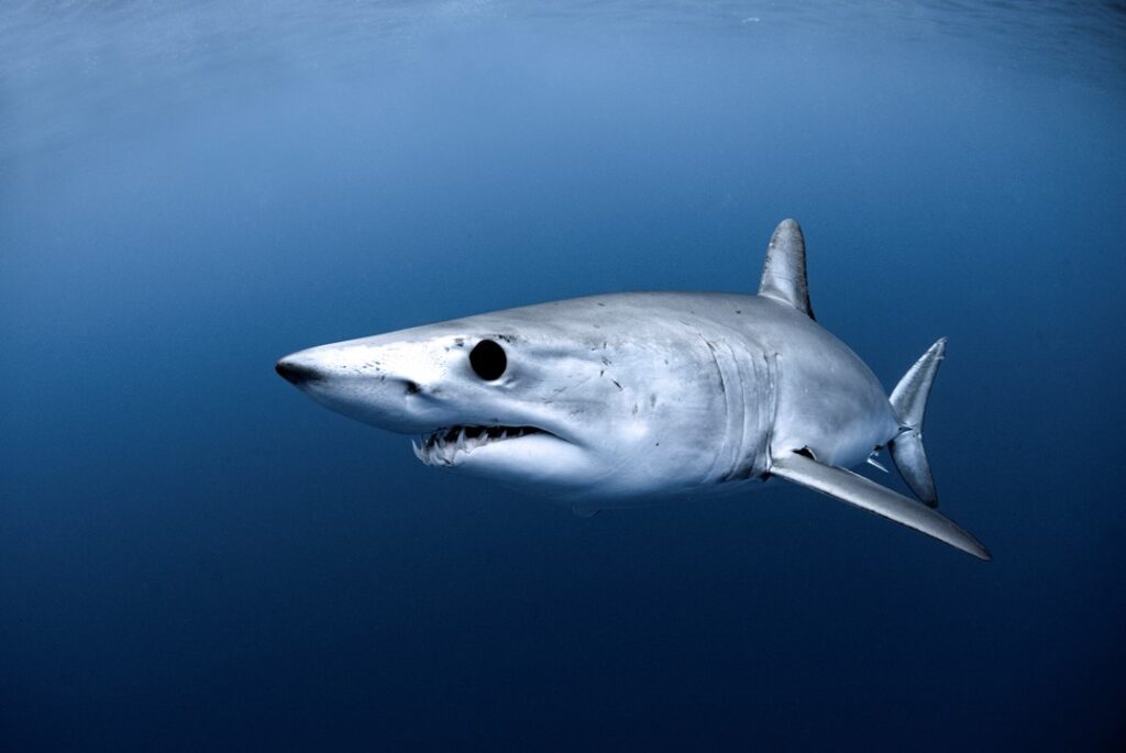 Mako shark with large black eye and sharp teeth on display, swimming through deep ocean.