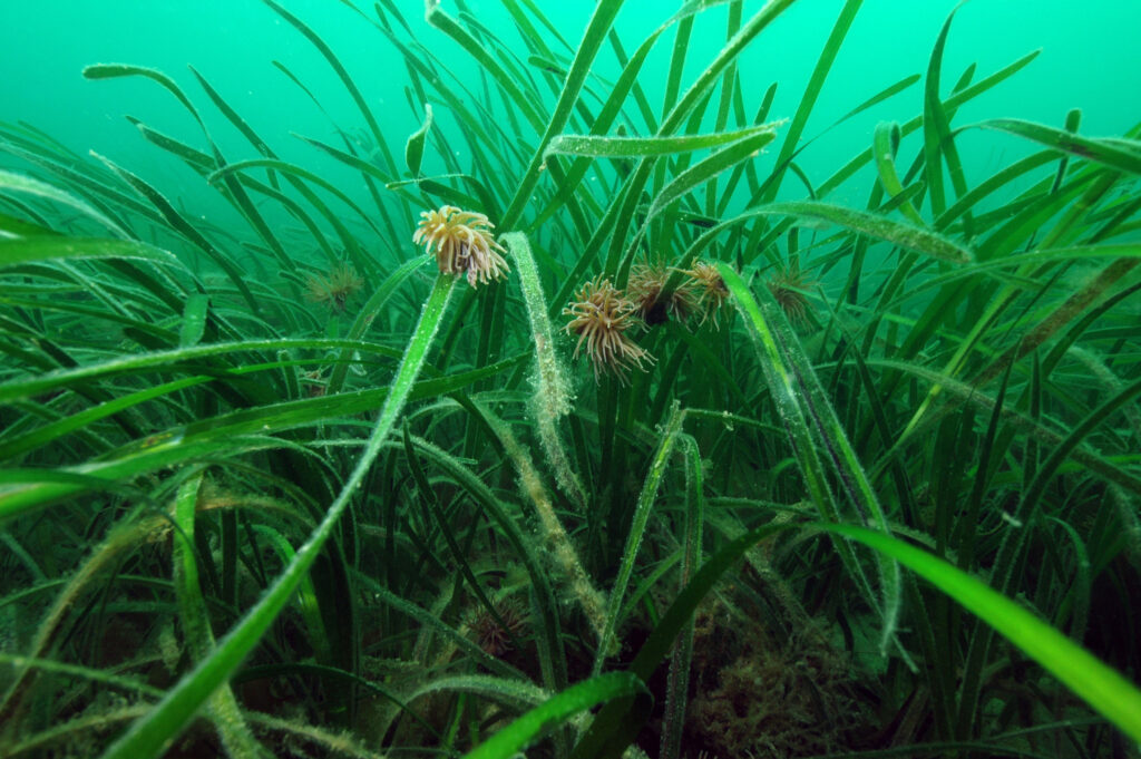 Bright green seagrass with flowers with a background of turquoise sea.