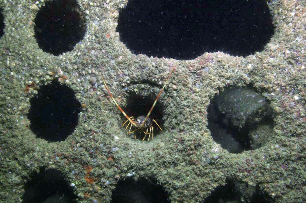 A tiny crawfish sits in a circular hole, surrounded by other holes, in the wreck of SS Epsilon.