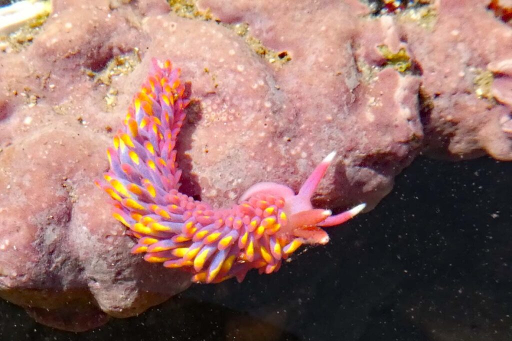A brightly-coloured Rainbow slug with protruberances of yellow, orange, purple and pink, and pink horns with white tips, curls along a pink coral.