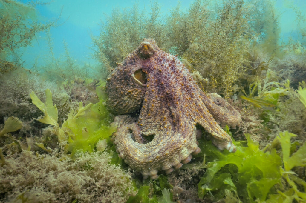 Common Octopus in amongst seaweed in the UK