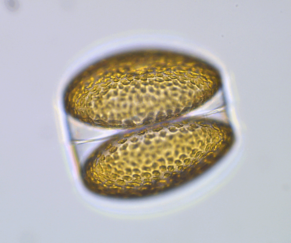 Microscopic centric diatom - like two oval golden cells, with dimpling all over them.