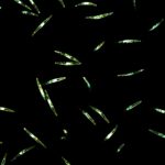 Microscopic fluorescent green long oval-shaped phytoplankton on a black background.