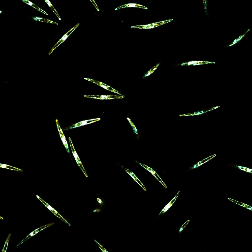 Microscopic fluorescent green long oval-shaped phytoplankton on a black background.
