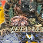 Octopus caught in lobster pot, surrounded by empty lobster and crab shells.