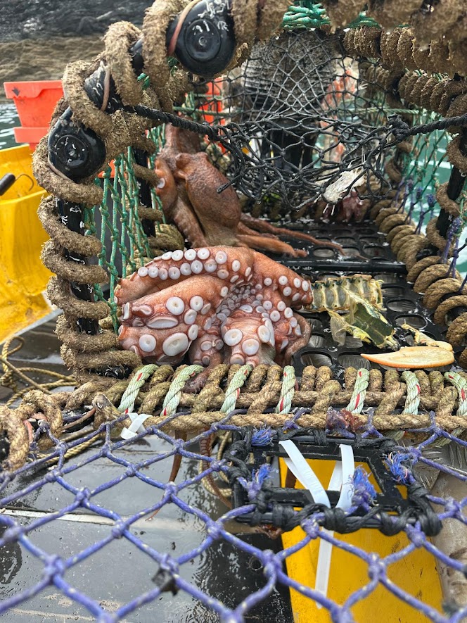 Octopus caught in lobster pot, surrounded by empty lobster and crab shells.