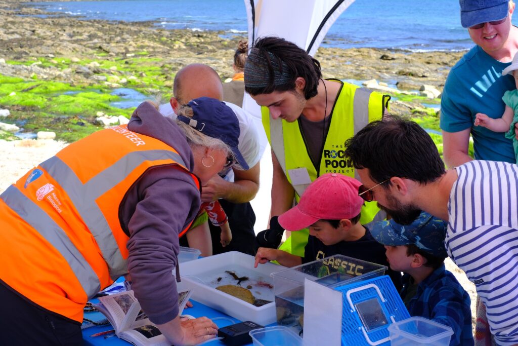 A group of adults, children and volunteers look at a plastic tray on a table, the tray has water and small sea creatures in it, which a boy in a cap is pointing at. The rocky shore and sea are in the background, and it's a sunny day.