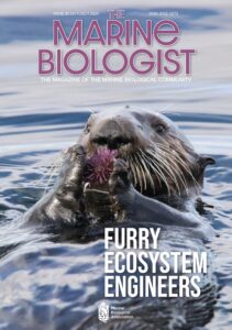 Sea otter on its back eating a pink/purple sea urchin