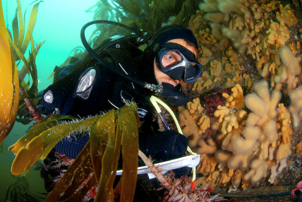 Dr Dan Smale in full diving gear, swimming in a turquoise sea, surrounded by kelp and coral in greens and yellows.
