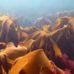 Brown kelp bed on the sea floor.