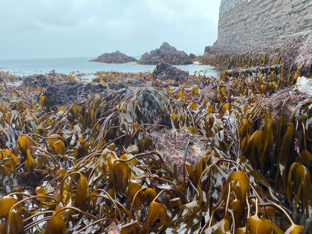 Dense patches of brown kelp on rocky shore, with rocky outcrops, a stone wall, and sea in the background.