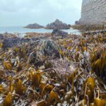 Dense patches of brown kelp on rocky shore, with rocky outcrops, a stone wall, and sea in the background.
