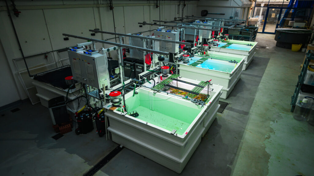 Overhead view of the Research Aquarium of the MBA, with large rectangular tanks full of turquoise and blue water, and pipework.