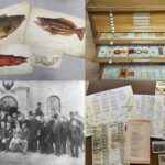 A selection of material from the archive. Top left: hand drawn watercolours of fish for William Yarrell’s ‘A History of British Fishes’; top right – a drawer of histological specimens; bottom left – photograph of the opening of the MBA in 1888; bottom right – material from the MBA Easter Classes.
