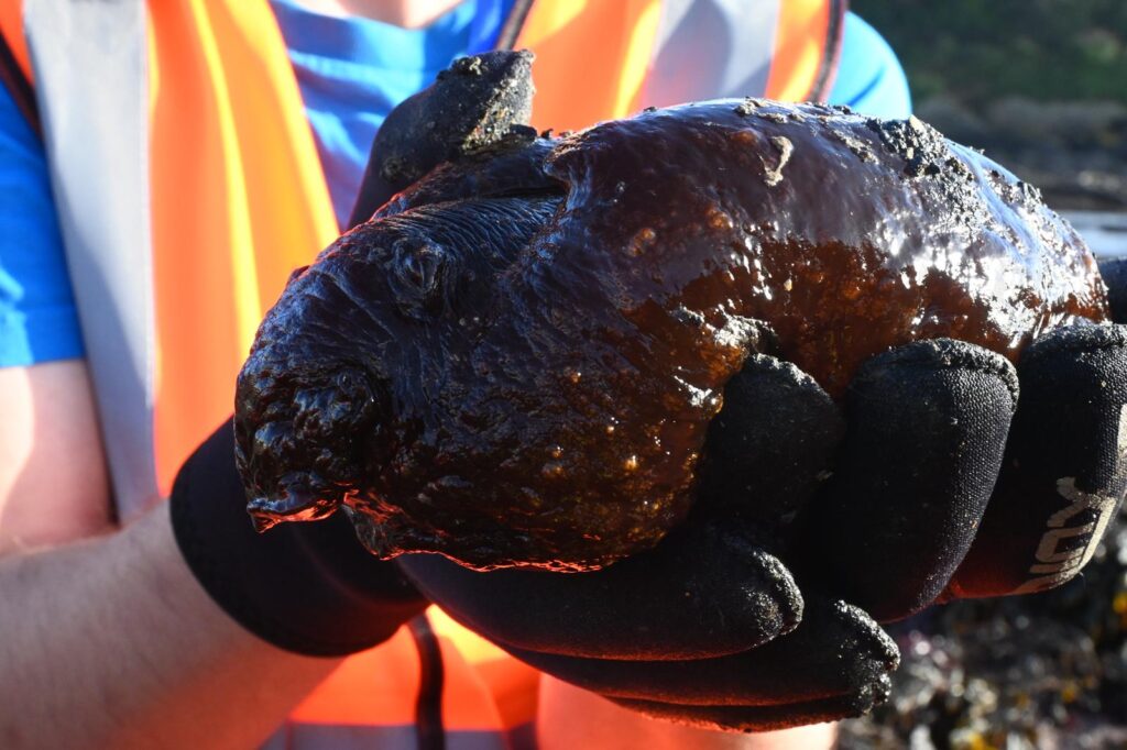 A sea hare, Aplysia Depilans, which has the appearance of a giant brown slug, is held in a man's hands. He is wearing