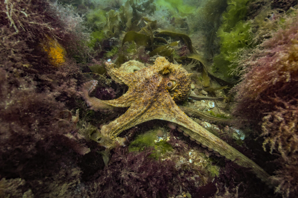 A yellow, brown and green Common Octopus with its tentacles stretched out across the seabed.