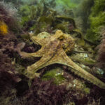 A yellow, brown and green Common Octopus with its tentacles stretched out across the seabed.