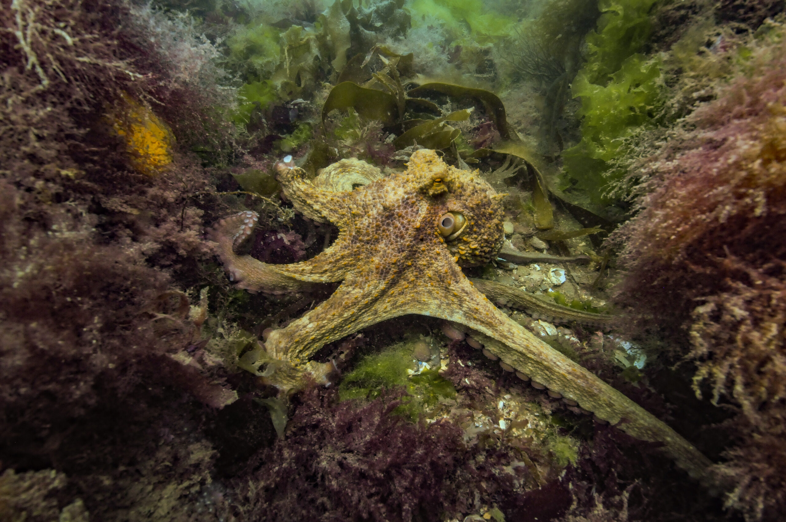 A yellow, brown and green Common Octopus with its tentacles stretched out across the seabed.