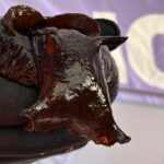 Brown, shiny sea hare up close, held in a black-gloved hand.