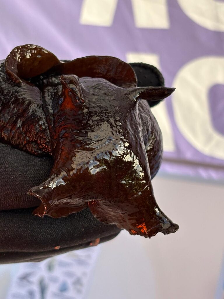 Brown, shiny sea hare up close, held in a black-gloved hand.