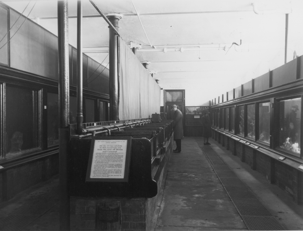 The Aquarium, 1947. During reconstruction after the war a 14 inch anti glare screen was erected along the top of the s side tanks. This greatly improved the view of their contents