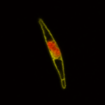 Diatom under a microscope against a black background, with yellow outer lines and a yellow and orange centre.
