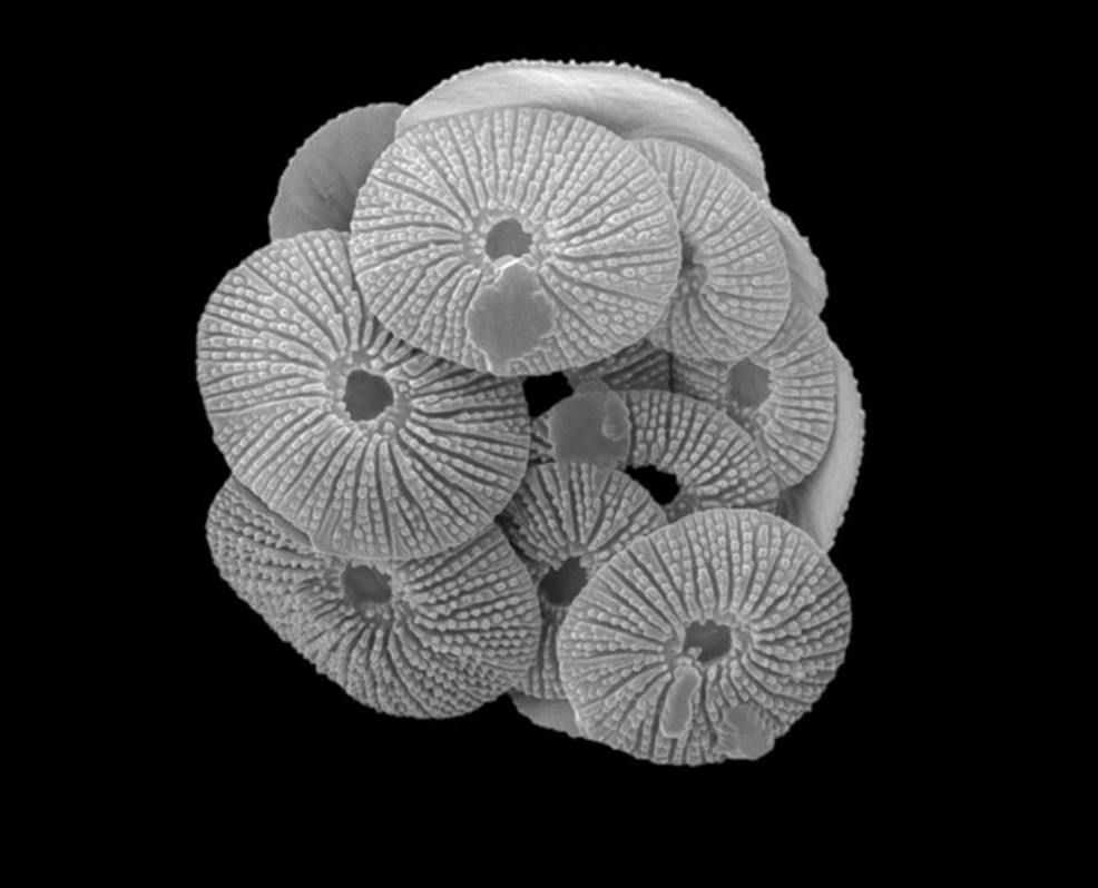 Greyscale electron micrograph of Umbellosphaera tenuis, a coccolithophore with multiple circular structures making up the whole the structure.