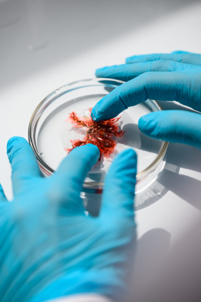 Blue latex-gloved hands handle a small piece of red seaweed in a petri dish.