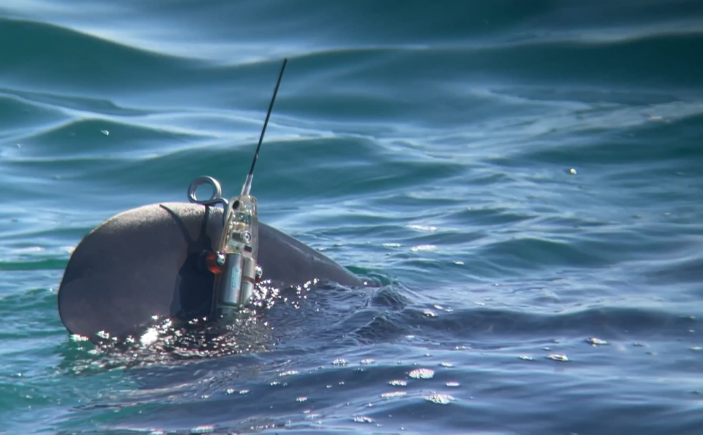 A rounded whale shark fin breaks through the surface of the sea, with a satellite tag ached, a small device with an antennae and clamp.