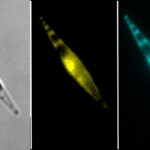 The image shows an epifluorescent microscopy image of the diatom Phaeodactylum tricornutum expressing a fluorescent calcium sensor protein (R-GECO-mTurquoise)