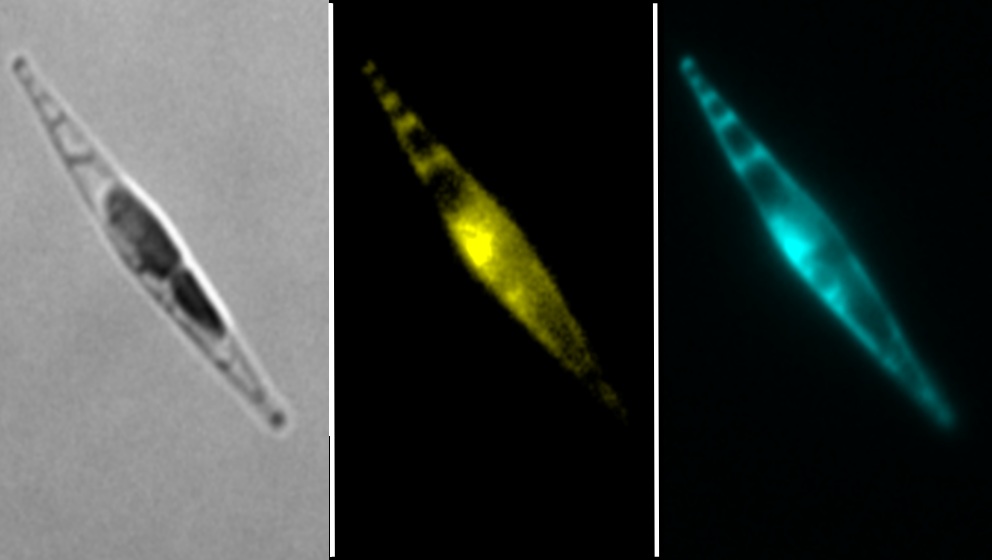 The image shows an epifluorescent microscopy image of the diatom Phaeodactylum tricornutum expressing a fluorescent calcium sensor protein (R-GECO-mTurquoise)