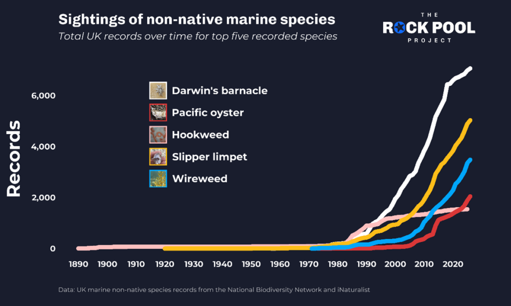 Plot of non-native species showing the total UK records over time for the top five recorded species, listed as Darwin's barnacle, Pacific oyster, Hookweed, Slipper limpet, and Wireweed.