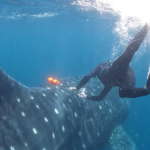 A person in a diving suit is tagging a huge whale shark underwater, with an orange satellite tag.