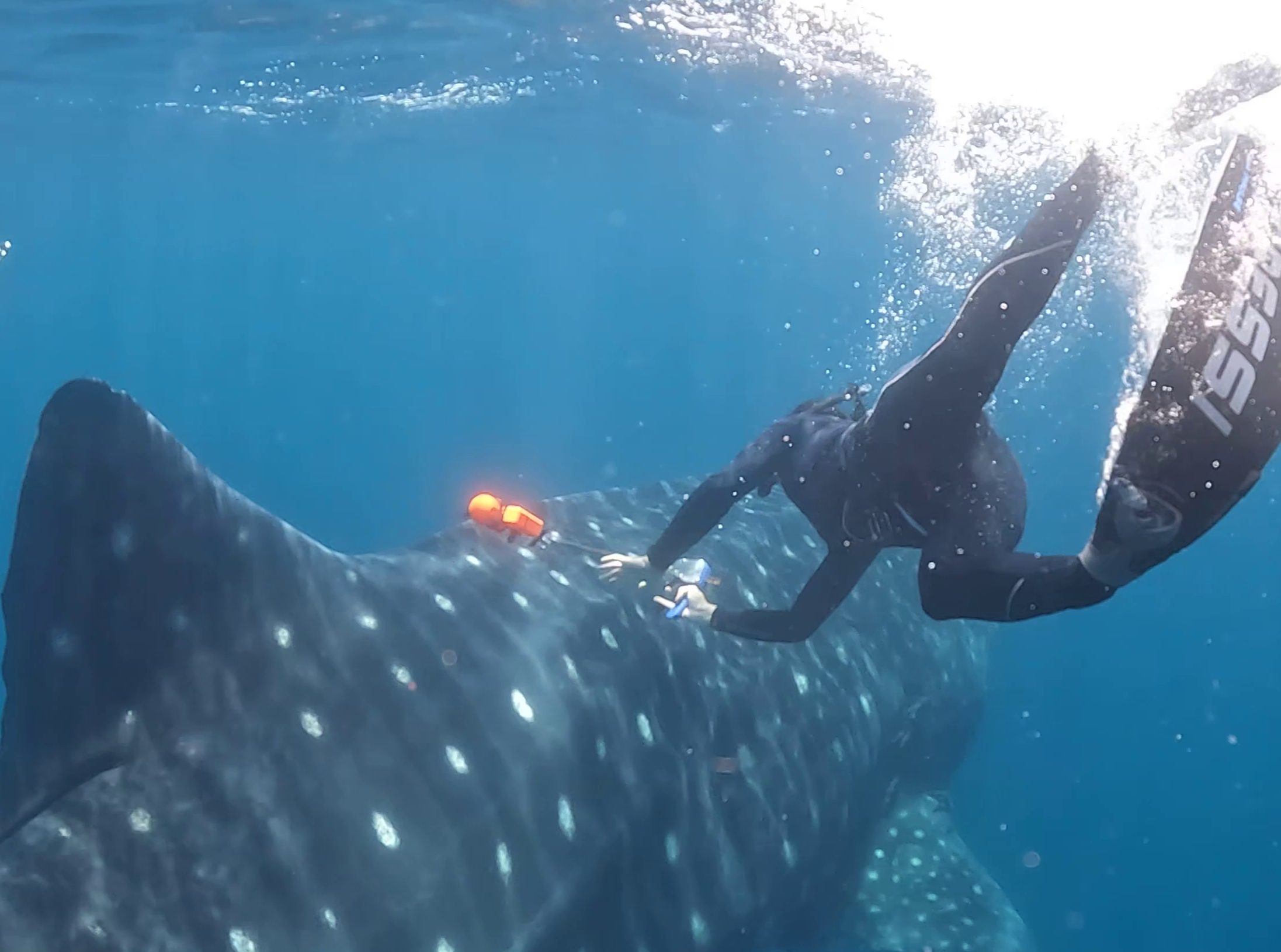 A person in a diving suit is tagging a huge whale shark underwater, with an orange satellite tag.