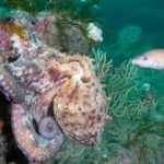 Underwater footage of a beautiful octopus swimming by a sea fan.