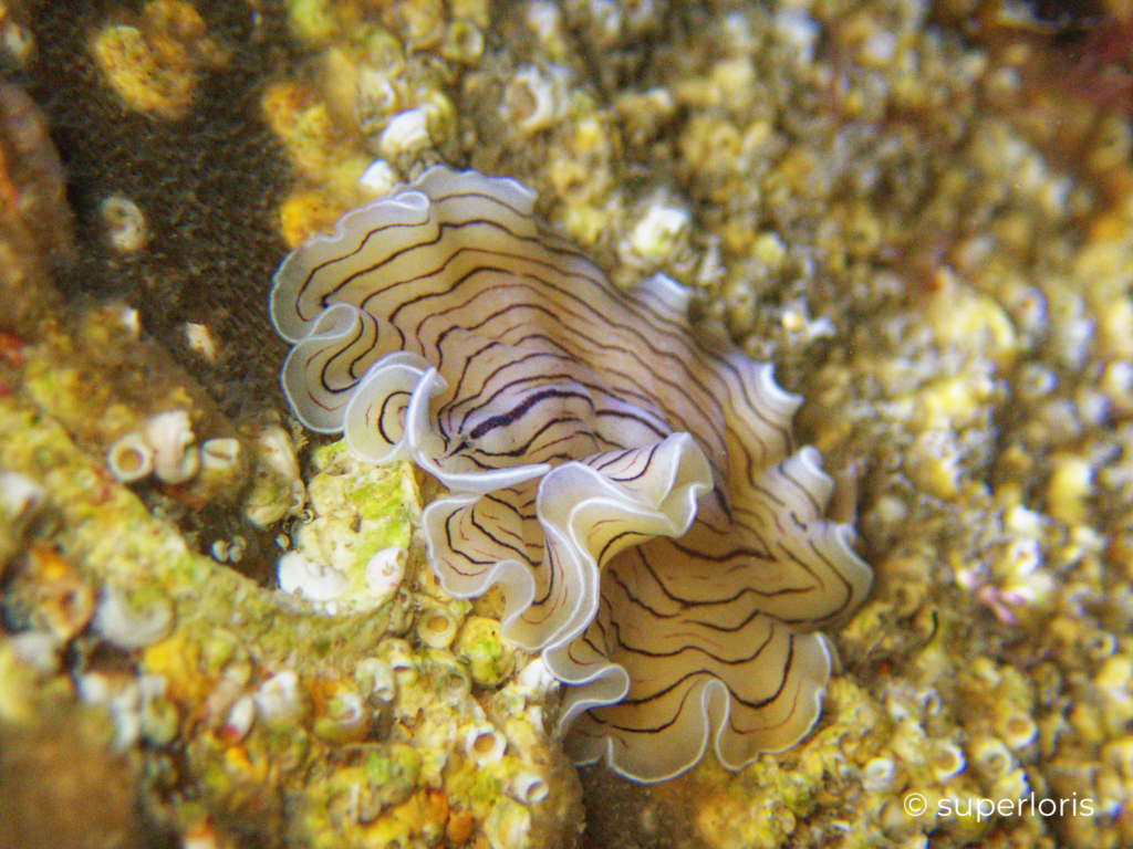 Candy stripe flatworm rippling around on the seabed with tiny barnacles in the background.