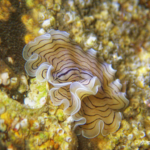 Candy stripe flatworm rippling around on the seabed with tiny barnacles in the background.