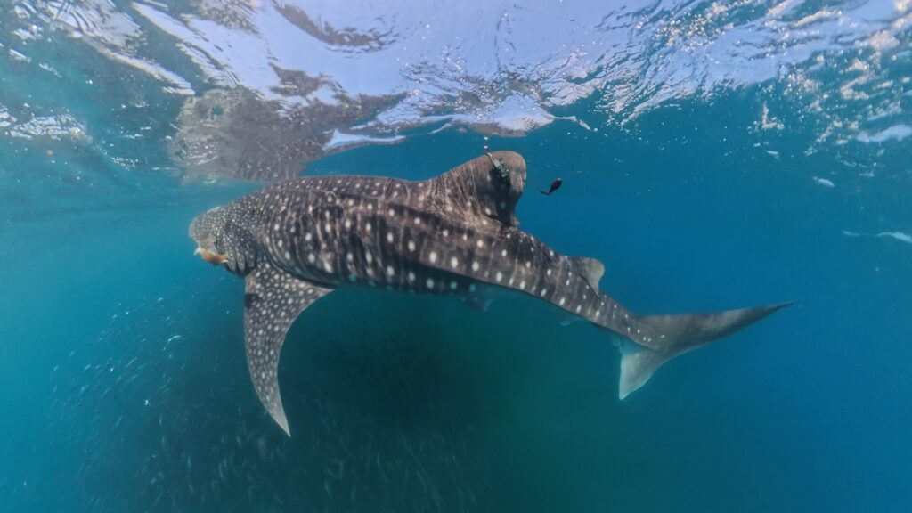 Close-up of a whale shark with a tag attached to its dorsal fin.
