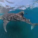Close-up of a whale shark with a tag attached to its dorsal fin.