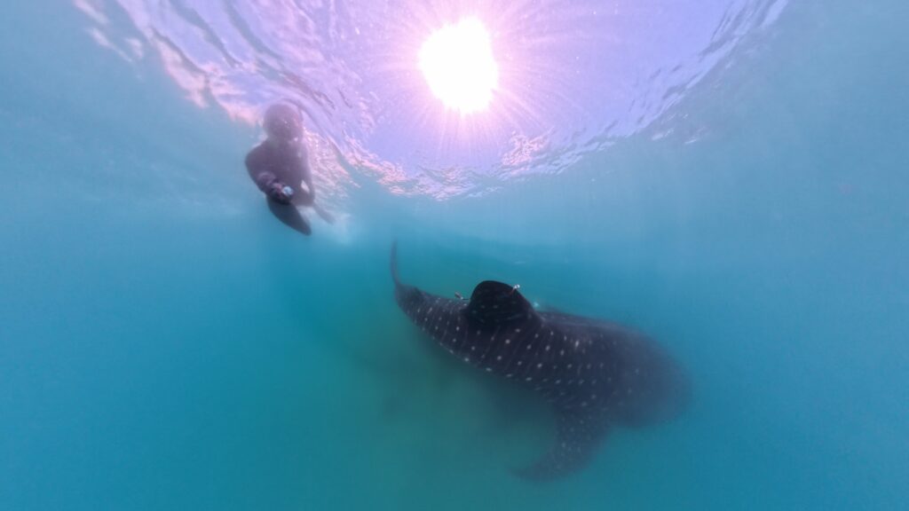 Diver about to deploy a whale shark tag under the surface of the ocean, with a whale shark visible.