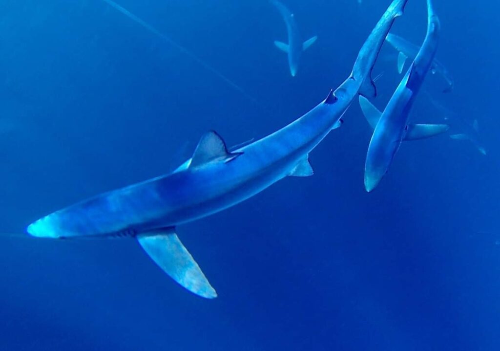 A Blue Shark swims underwater with more visible in the background.