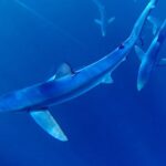 A Blue Shark swims underwater with more visible in the background.