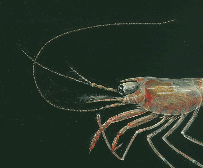 Elsie Sexton's colour drawing of a crustacean, partially in view, looks like a prawn with legs, carapace and long tentacles.