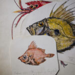 Three hand-drawn and painted illustrations of fish by Dr Marie Lebour.