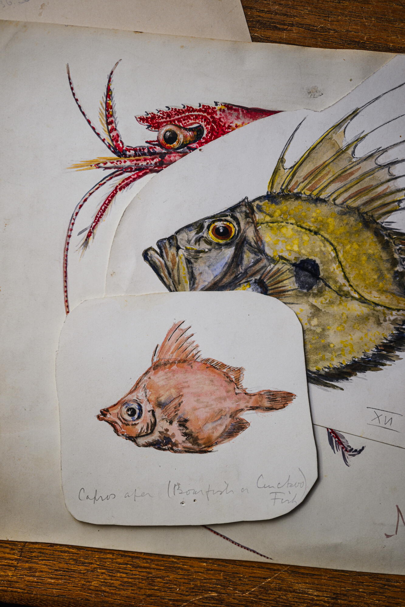 Three hand-drawn and painted illustrations of fish by Dr Marie Lebour.