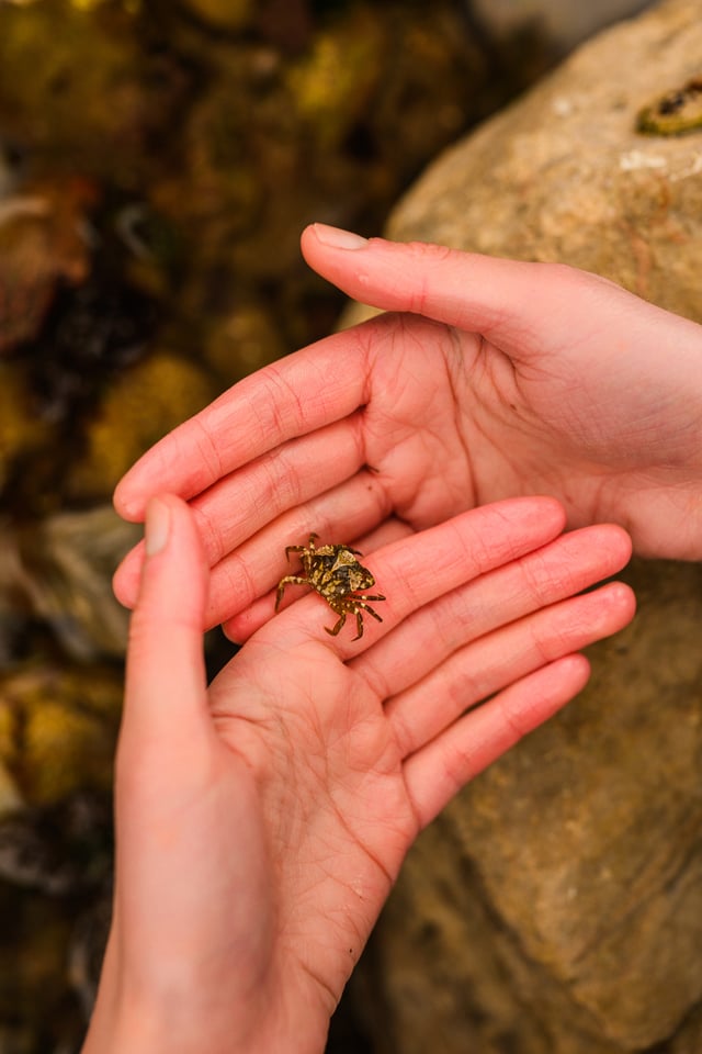Two hands cradling a tiny shore crab, over rocks/a rocky shore background.