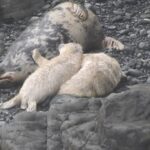 Twin seal cubs lie next to their grey dappled mother seal an a pebbly beach.