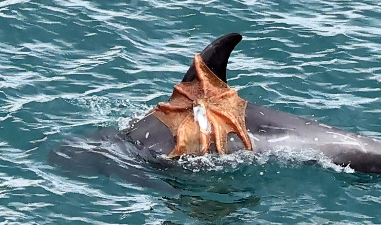 The grey dorsal fin and top of the body of a Risso's dolphin rises above the sea surface, with an orange octopus clinging to it.