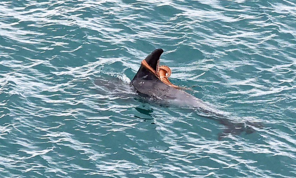 The grey dorsal fin of a Risso's dolphin rises above the sea surface, with an orange octopus clinging to it.