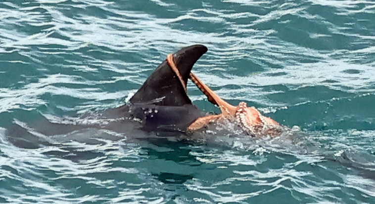 The grey dorsal fin of a Risso's dolphin rises above the sea surface, with an orange octopus clinging to it.